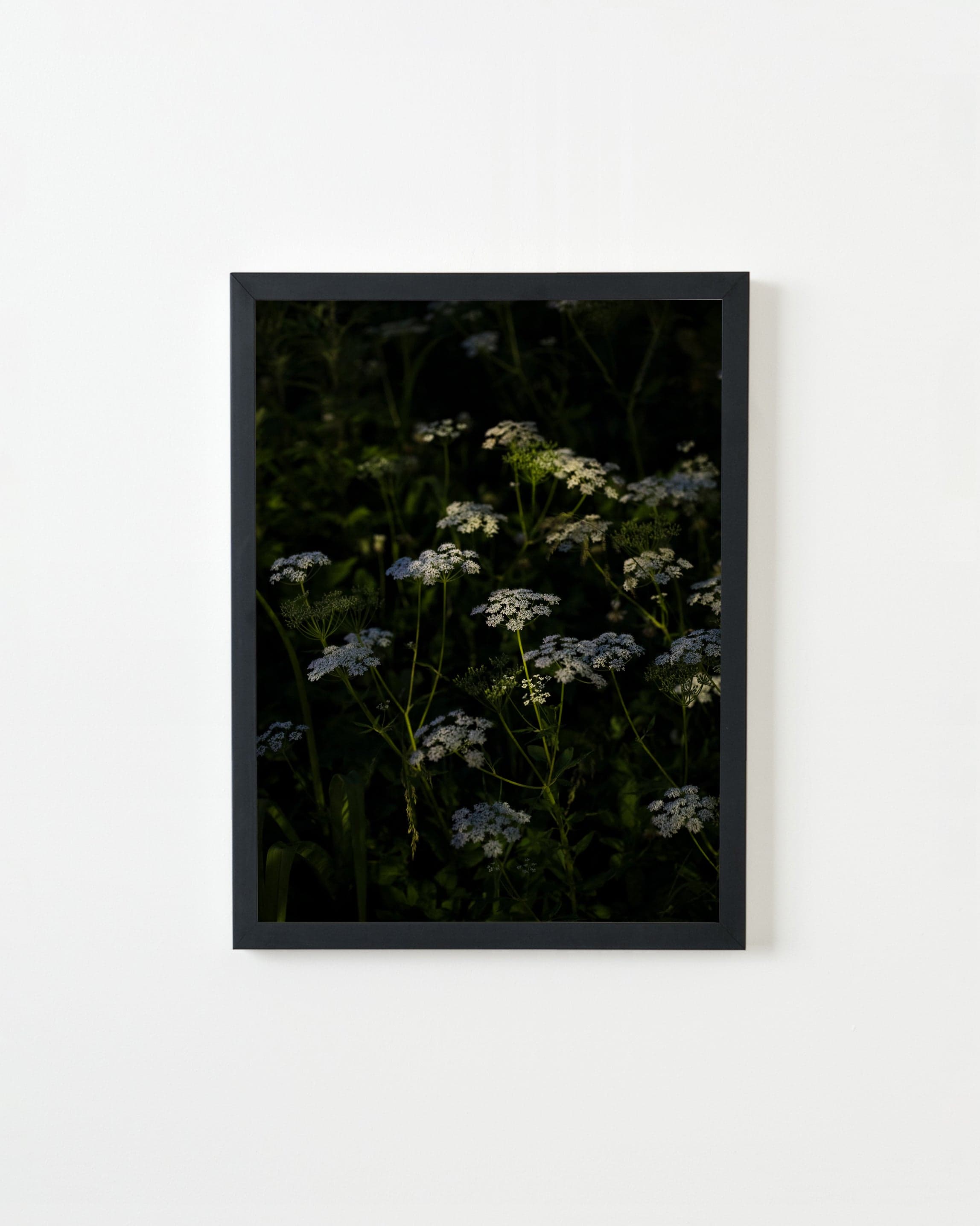 Photography by Anna Beeke titled "Midnight in the Garden #184".