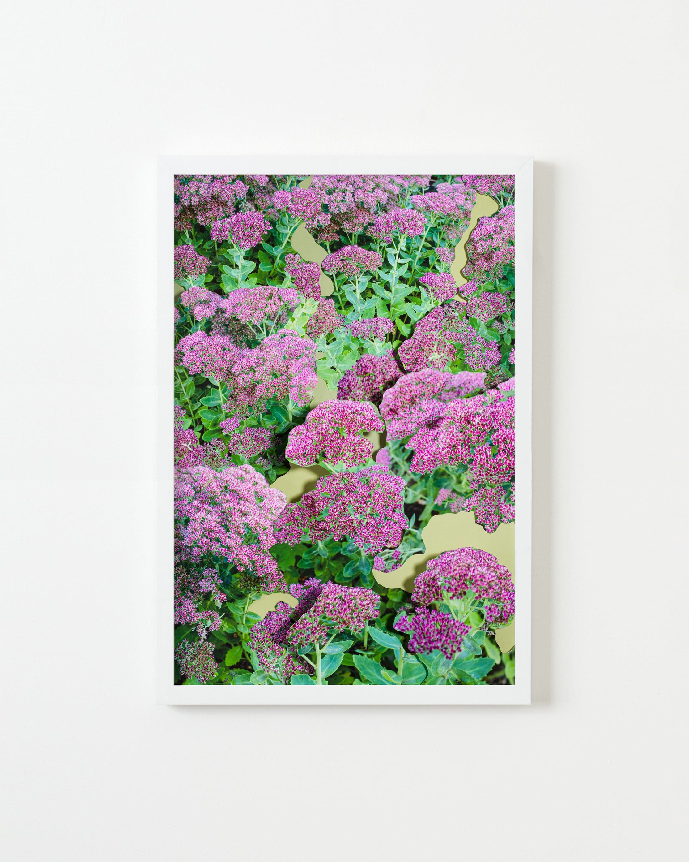 Photography by Teresa Christiansen titled "Sedum".