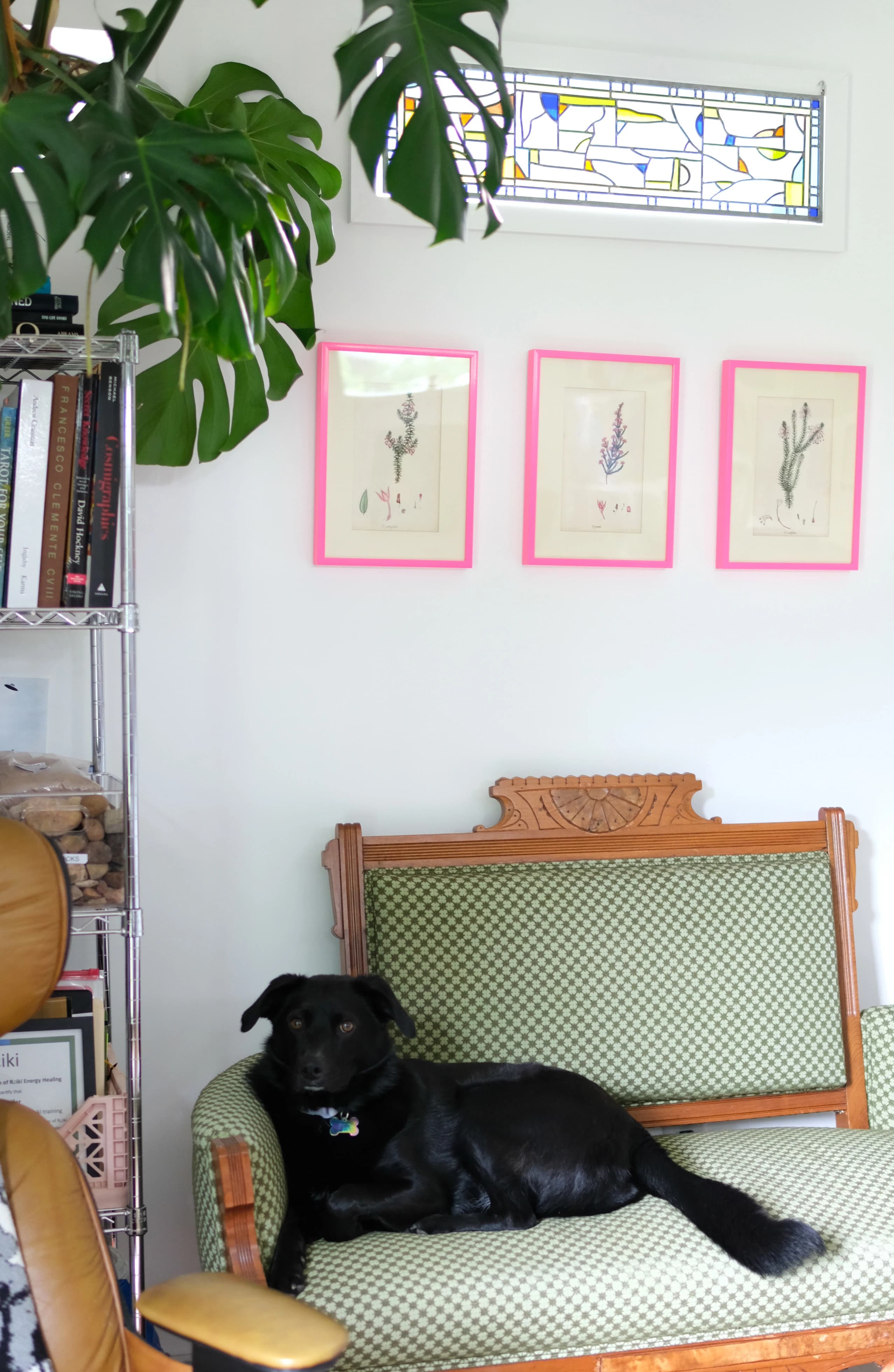 Ashely Peifer's dog in her studio. 