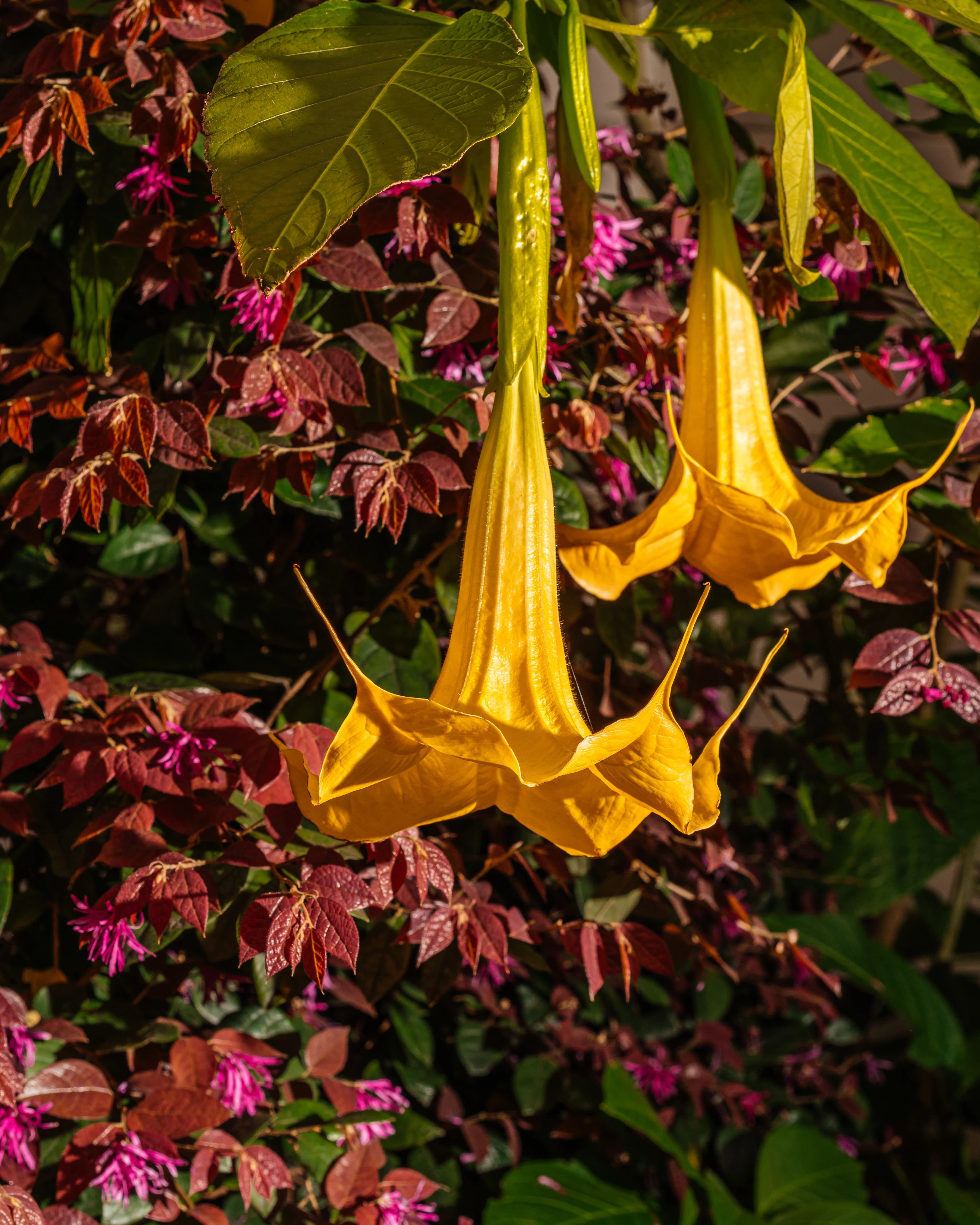 A yellow flower on the Sonoma grounds at MacArthur Place.