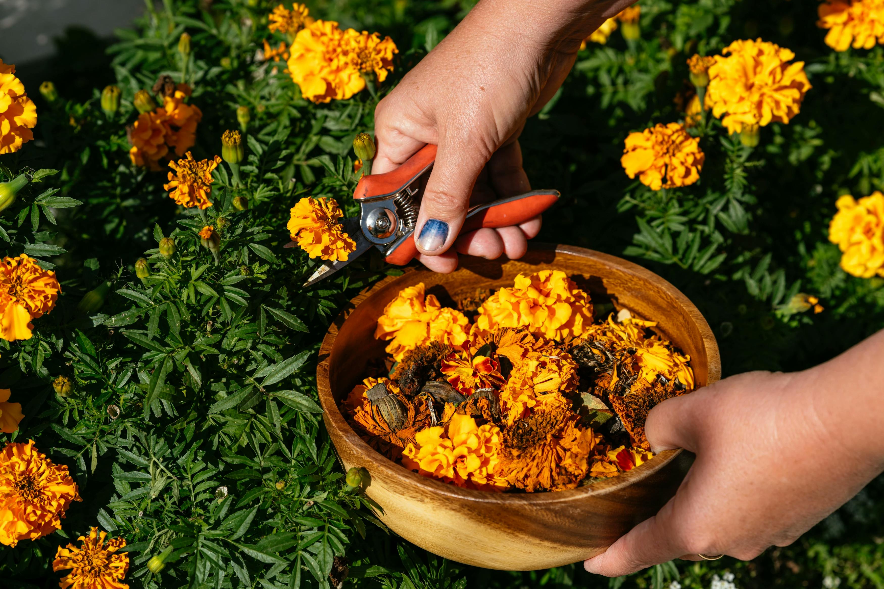 Artist Carrie Crawford cutting and placing orange flowers in a wooden bowl.